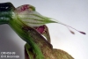 Bulbophyllum antenniferum  (08)